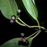 Miconia acuminata Fruct