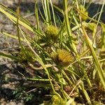 Carex bohemica Λουλούδι