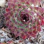 Sempervivum calcareum Лист