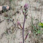 Anticlea elegans Corteccia