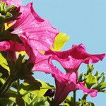 Petunia × atkinsiana Õis