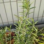 Rosmarinus officinalisഇല