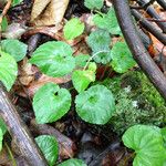 Viola selkirkii موطن