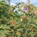 Solanum pyracanthos Kukka