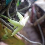 Angraecum multinominatum Flor