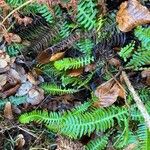 Blechnum spicant ഇല