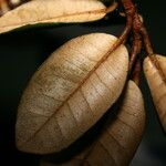 Olearia spectabilis Leaf