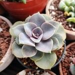 echeveria perle von nurnbergBlatt