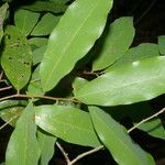 Oxandra venezuelana Hoja