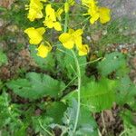 Brassica napus Λουλούδι