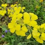 Erysimum odoratum Blomst