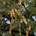 Albizia harveyi 果實