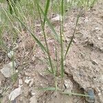 Elymus caninus ശീലം