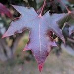 Acer truncatum Leaf