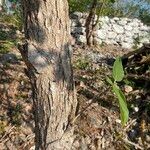 Cordia dodecandra Azala