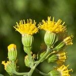 Pericome caudata Flower