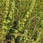 Sideritis montana List