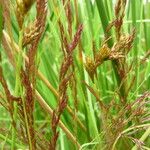 Agrostis canina Sonstige