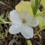 Rhododendron schlippenbachii Květ