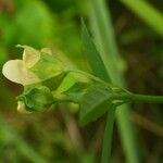 Sida rhombifolia Blüte