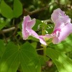 Bauhinia monandra 花