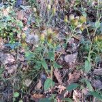 Inula conyza Mosusu