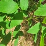 Desmodium tortuosum Yaprak