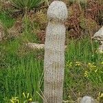 Cephalocereus senilis Bark