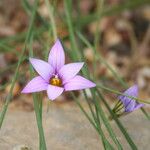 Romulea fischeri 花