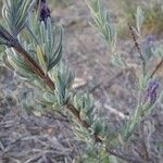 Lavandula stoechas Листок