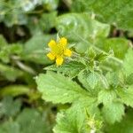 Geum urbanum Цвят