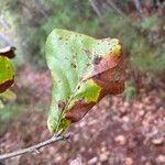 Quercus marilandica Leaf