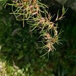 Poa bulbosa Flower