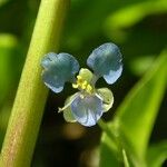 Commelina diffusa Flower
