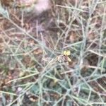 Brassica tournefortii Kukka