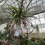 Tillandsia utriculata Лист