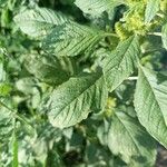 Amaranthus powellii Blad