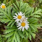 Argyranthemum broussonetii Çiçek