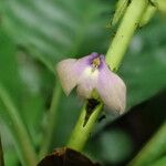 Crossandrella dusenii Flower