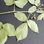 Rubus pallidus Flower