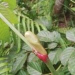 Leea guineensis फूल