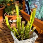 Sarracenia leucophylla Hoja
