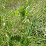 Vicia lutea Altres