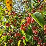 Malus baccata Fruit