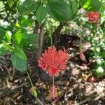 Hibiscus schizopetalus Cvet