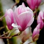 Magnolia × soulangeana Цветок