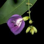 Clitoria fairchildiana Цвят