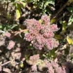 Phacelia californica 花