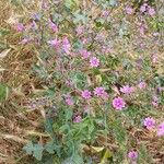 Malva sylvestris 整株植物