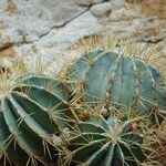 Ferocactus glaucescens Foglia